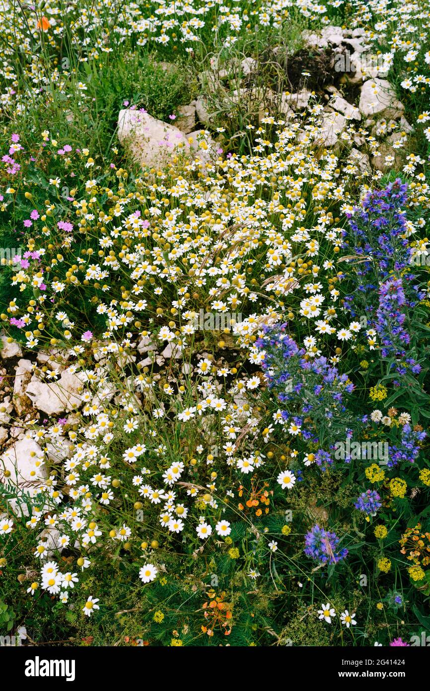 Vista dall'alto delle piante di Echium vulgare e camomilla tra le erbe e le pietre del campo. Foto Stock