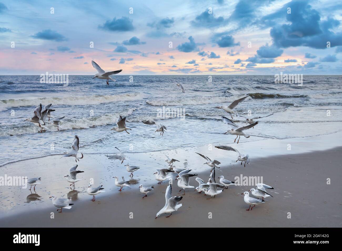 Gabbiani sulla spiaggia al tramonto Foto Stock