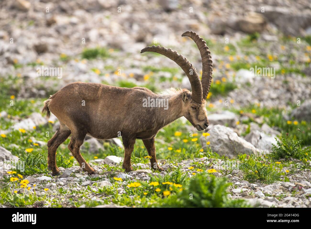 Stambecco alpino nel campo arnico delle Alpi, Germania, Baviera, Oberallgäu Foto Stock