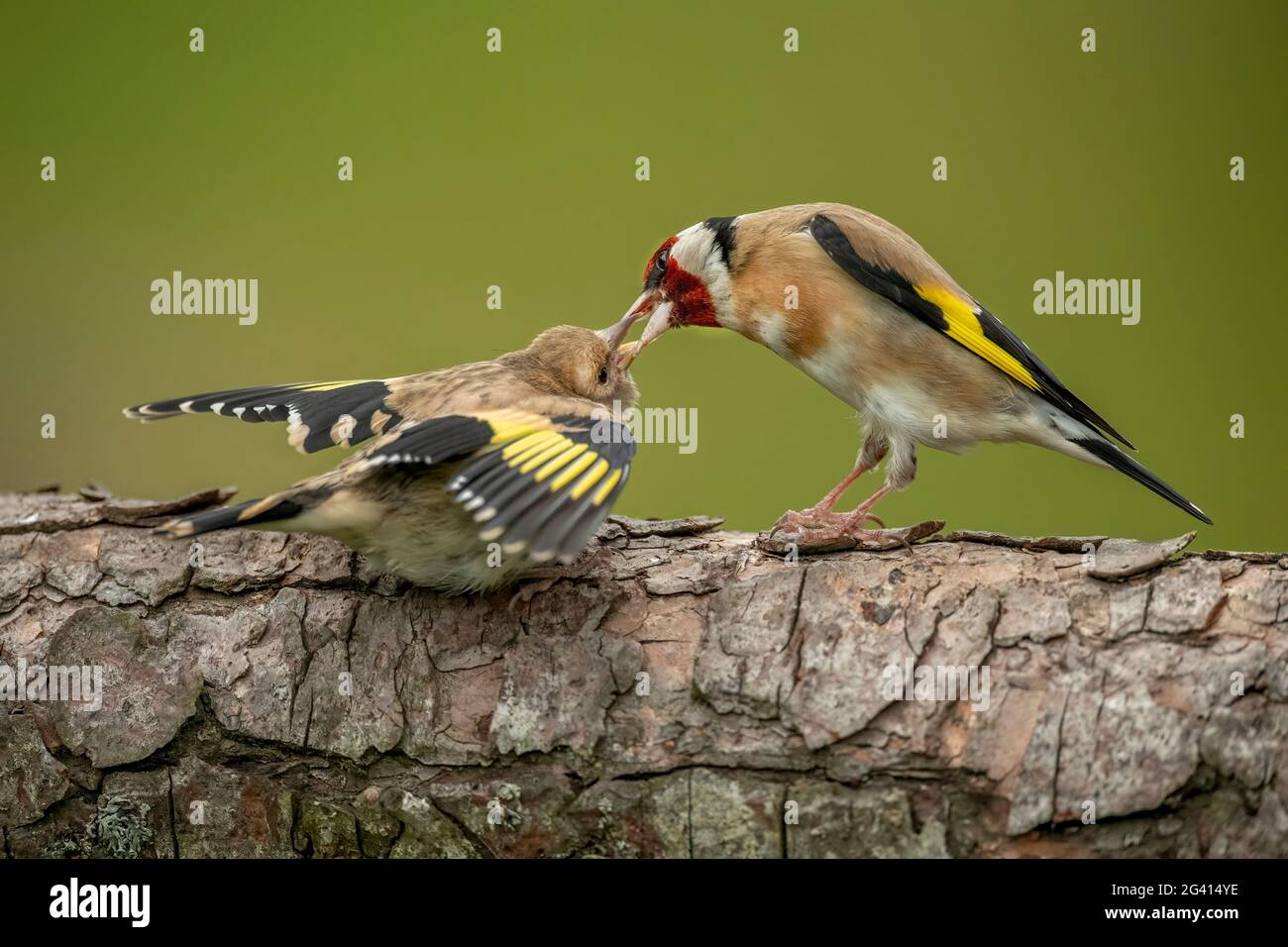 Goldfinch nutrendo un bambino su un tronco di albero, in primo piano in una foresta, in Scozia in primavera Foto Stock