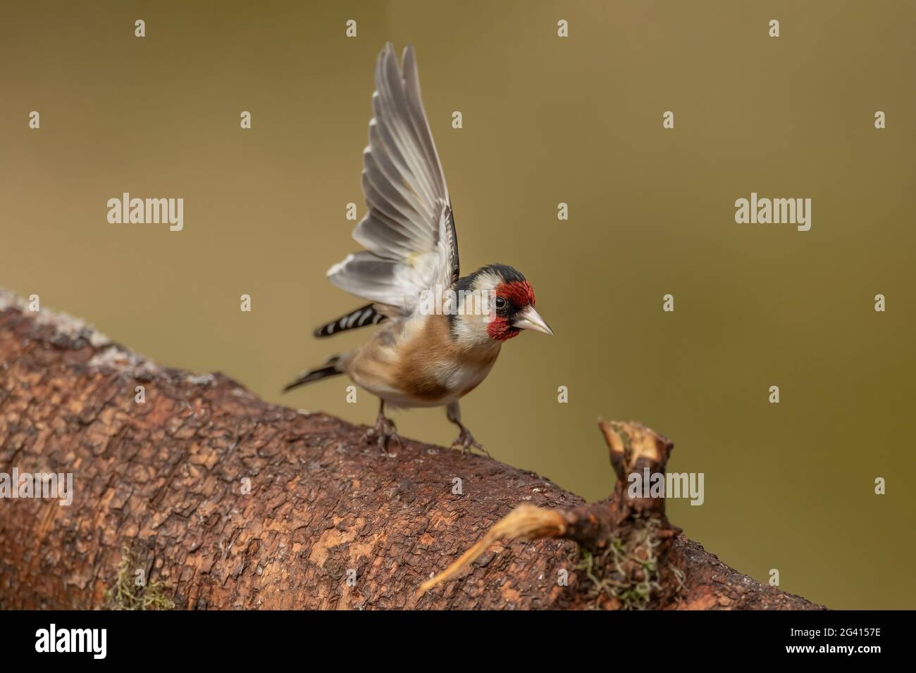 Goldfinch maschio atterrando su un tronco di albero, primo piano in una foresta, in Scozia in primavera Foto Stock