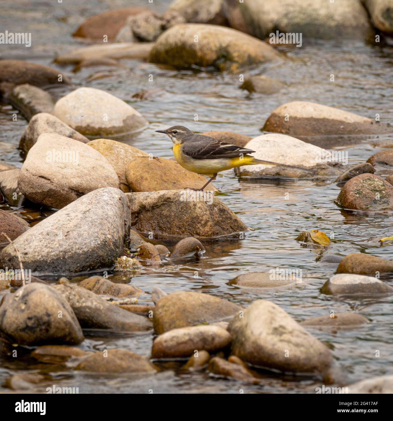 Femmina uccello grigio Waggail su pietre nel fiume Foto Stock