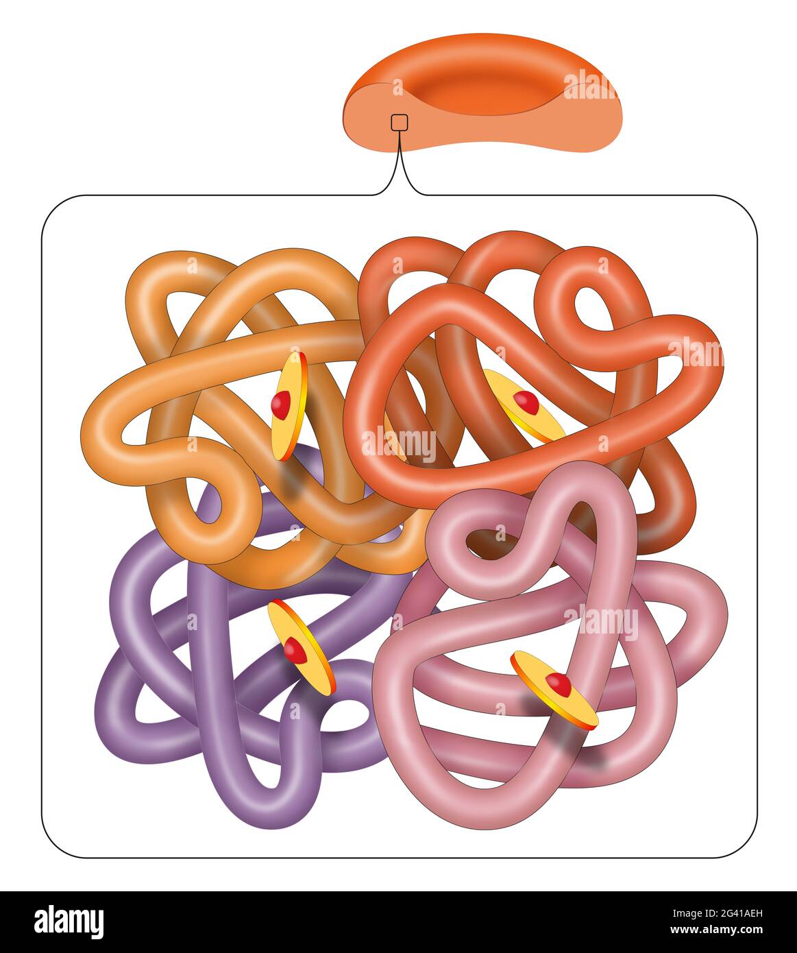 Struttura della molecola di emoglobina (emoglobina) Foto Stock