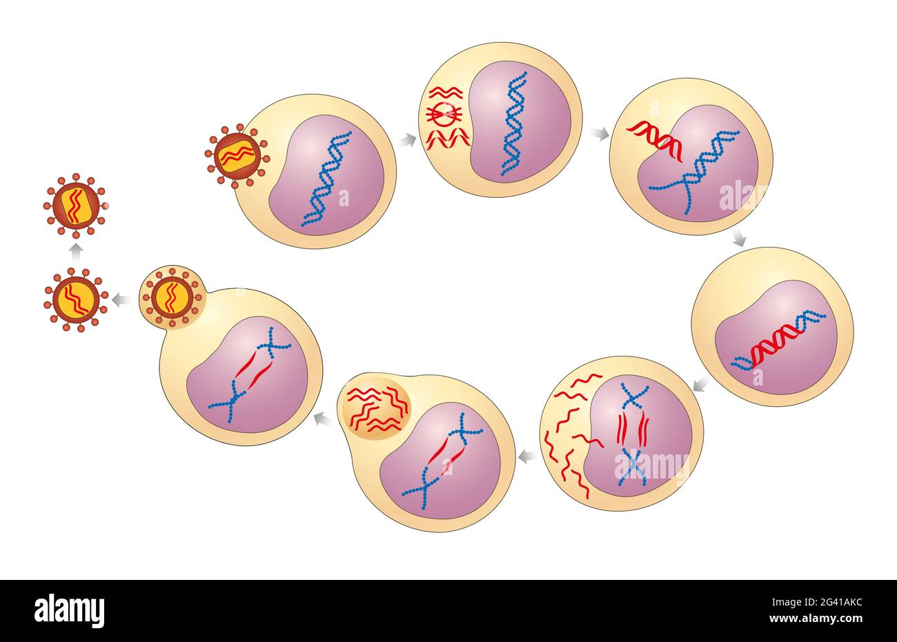 Le sette fasi del ciclo di vita dell'HIV Foto Stock