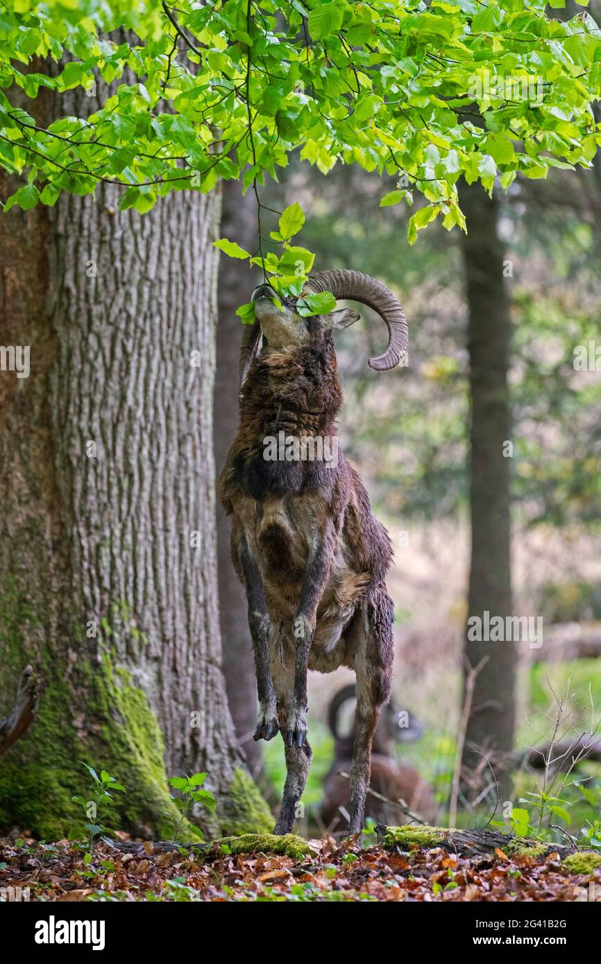 Mouflon europeo (Ovis gmelini musimon / Ovis ammon) ram / maschio con corna grandi in piedi sulle gambe posteriori per mangiare foglie di albero inferiore in foresta in primavera Foto Stock