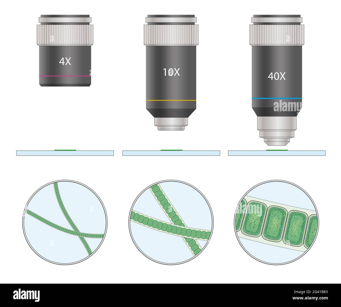 Vista al microscopio di cianobatteri o cianofiti Foto stock - Alamy