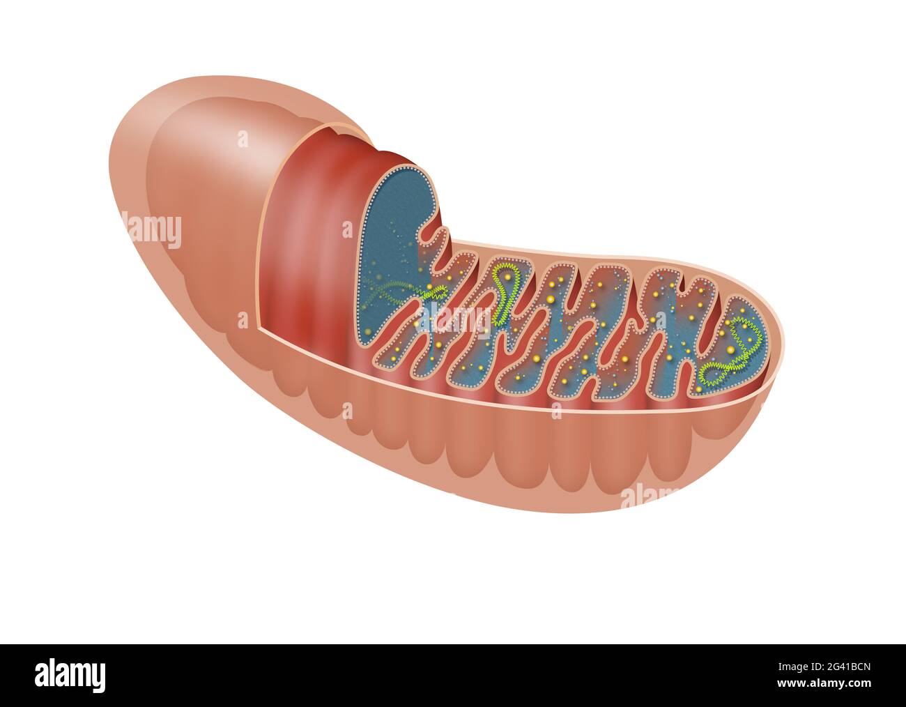 Il mitocondrio è un organello legato a doppia membrana che si trova nella maggior parte degli organismi eucariotici Foto Stock