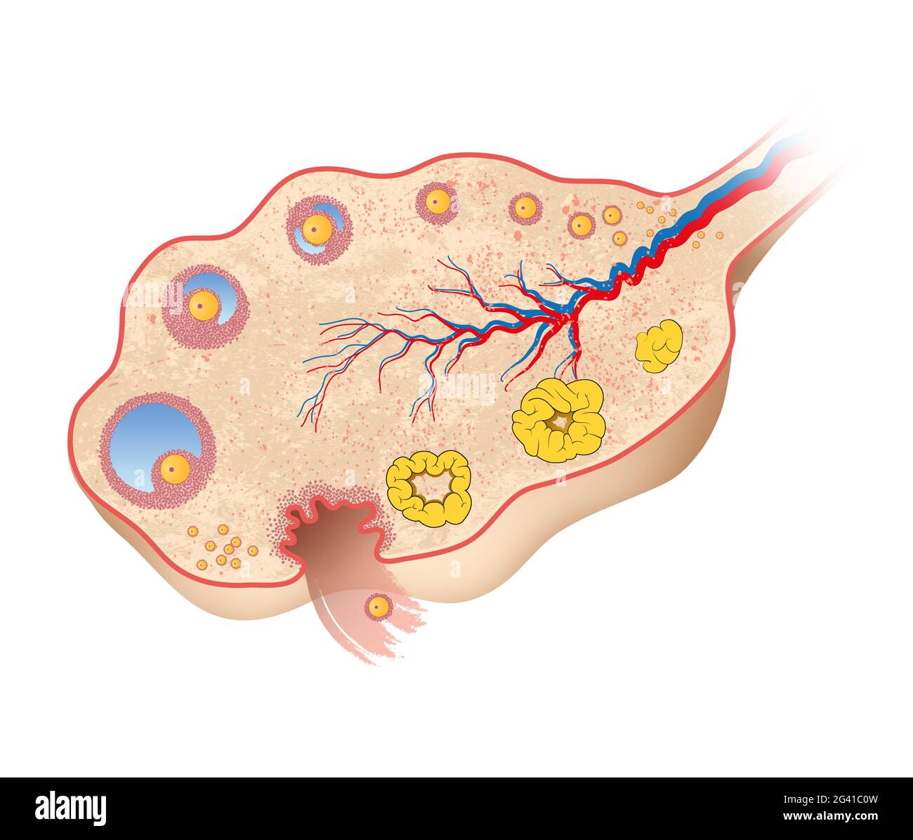 Diagramma ovarico umano Foto Stock