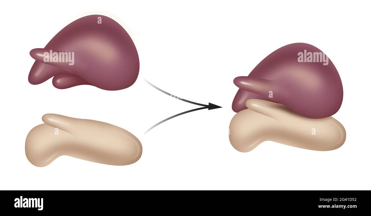Struttura di un ribosoma eucariotico Foto Stock