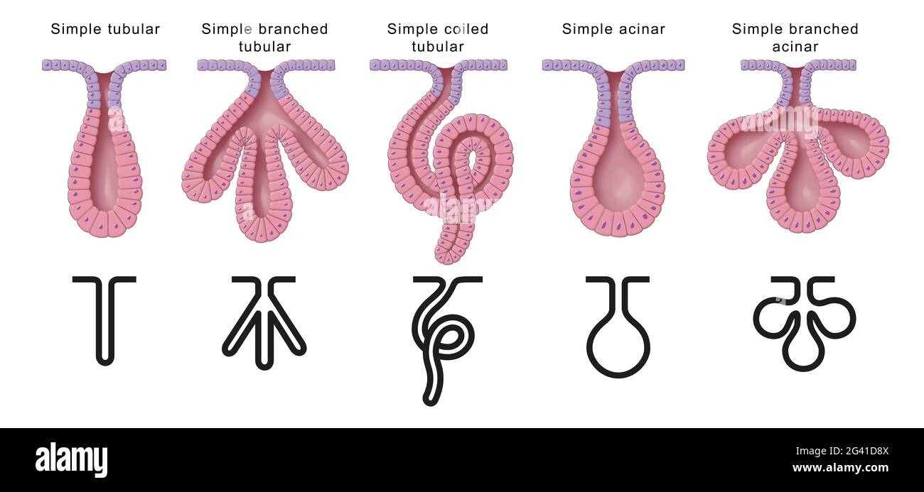 Classificazione strutturale delle ghiandole. Ghiandole semplici Foto Stock