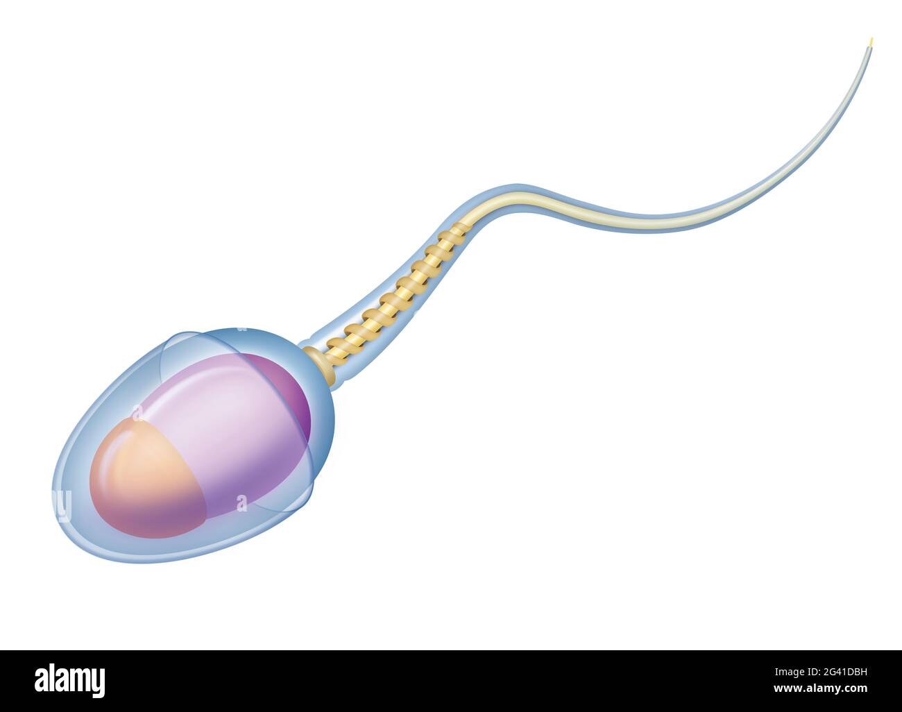 La cellula spermatica umana. Cellula riproduttiva nei maschi Foto Stock