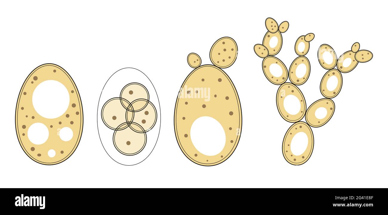 Riproduzione di cellule yast Foto Stock