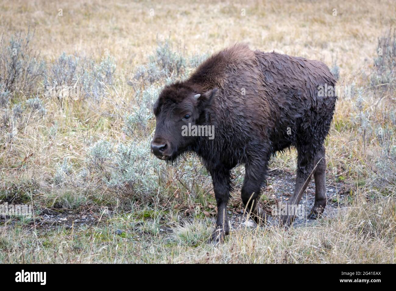 I bisonti americani (Bison bison) Foto Stock I bisonti americani (Bison bison) Foto Stock