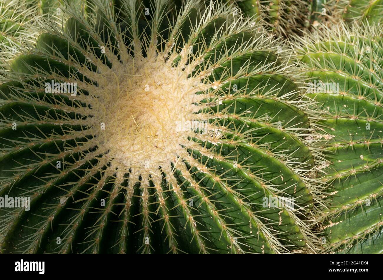 Golden Barrel Cactus (Echinocactus grusonii) Foto Stock