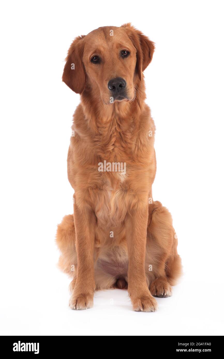 Golden Retriever cane su sfondo bianco Foto Stock