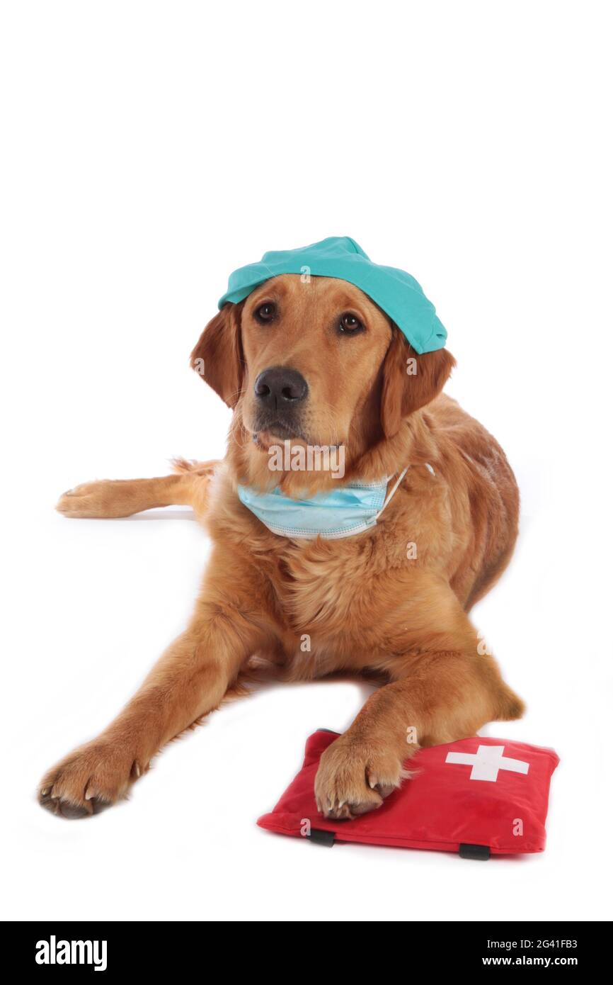 Golden Retriever cane con costume medico e kit di emergenza Foto Stock