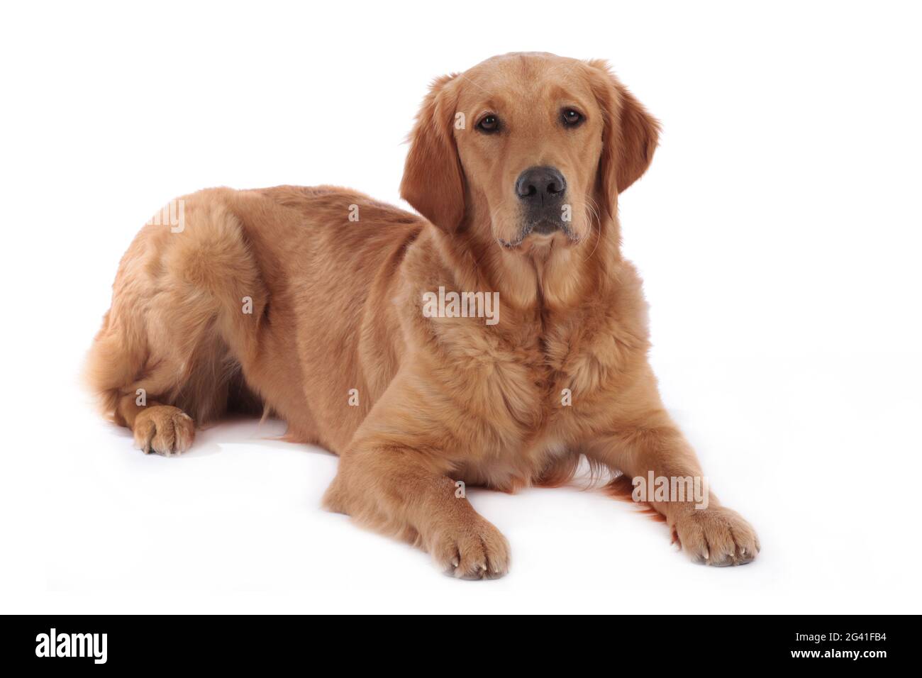 Golden Retriever cane sdraiato su uno sfondo bianco Foto Stock