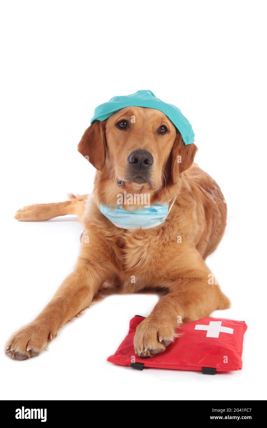 Golden Retriever cane con costume medico e kit di emergenza Foto Stock