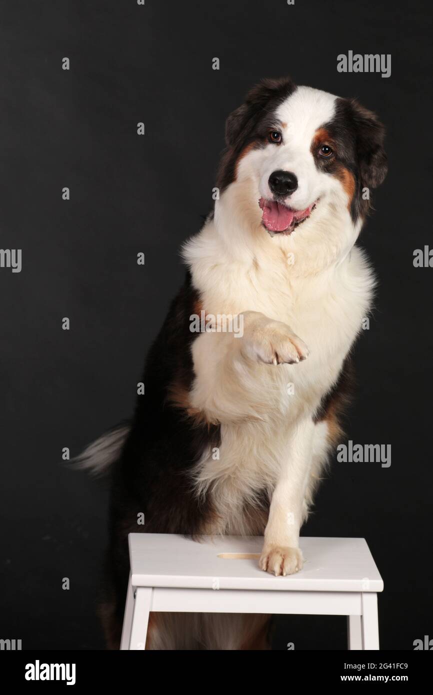 Cane seduto su sedia e zampa di sollevamento Foto Stock