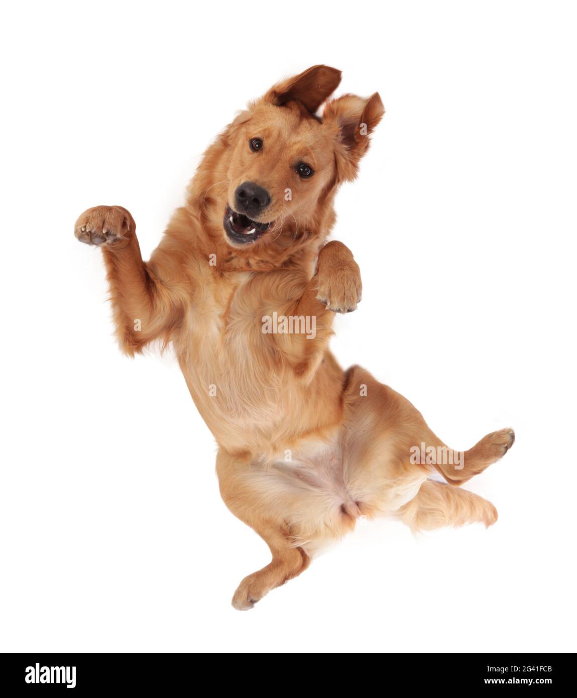 Divertente cane Golden Retriever dall'alto Foto Stock