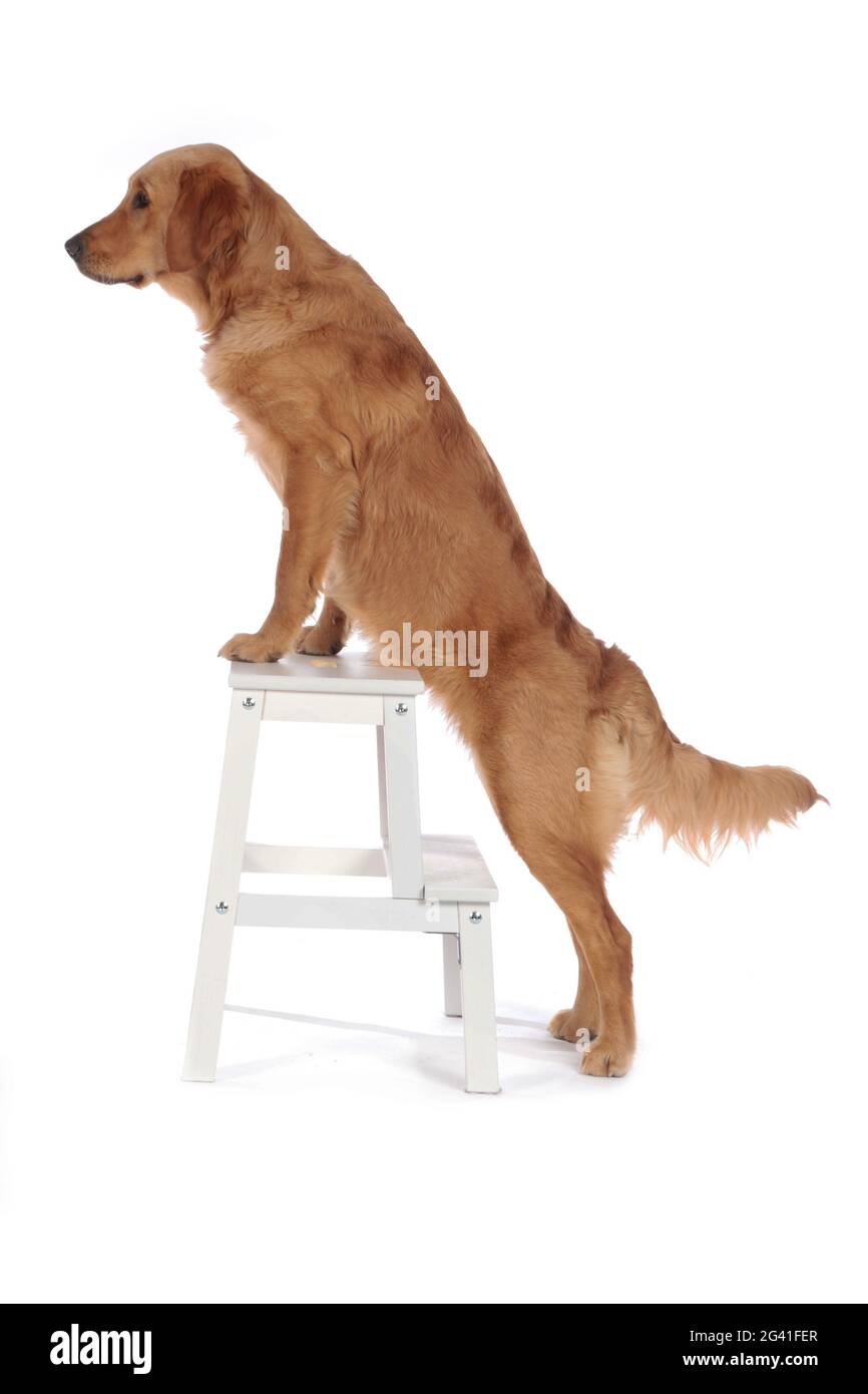 Golden Retriever cane si leva su una scala piccola Foto Stock