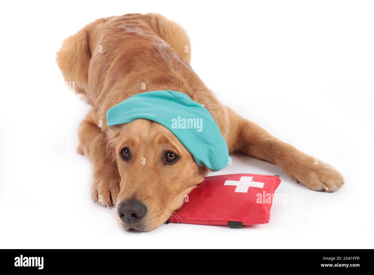 Golden Retriever cane con costume medico e kit di emergenza Foto Stock