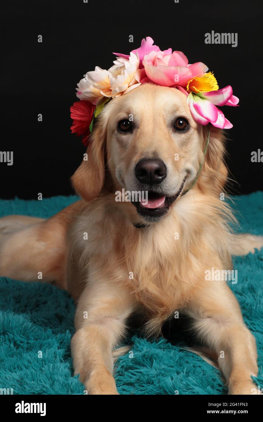 Golden Retriever cane con una cuffia floreale Foto Stock