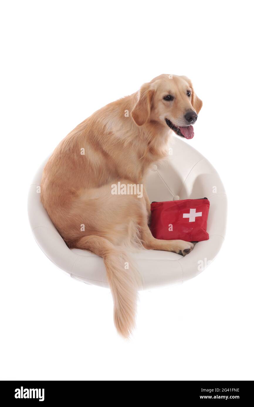 Carino Golden Dog Retriever seduto su una poltrona bianca con un kit di pronto soccorso Foto Stock