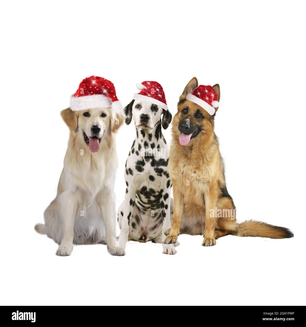 Tre cani di natale con cappelli santa isolati Foto stock - Alamy