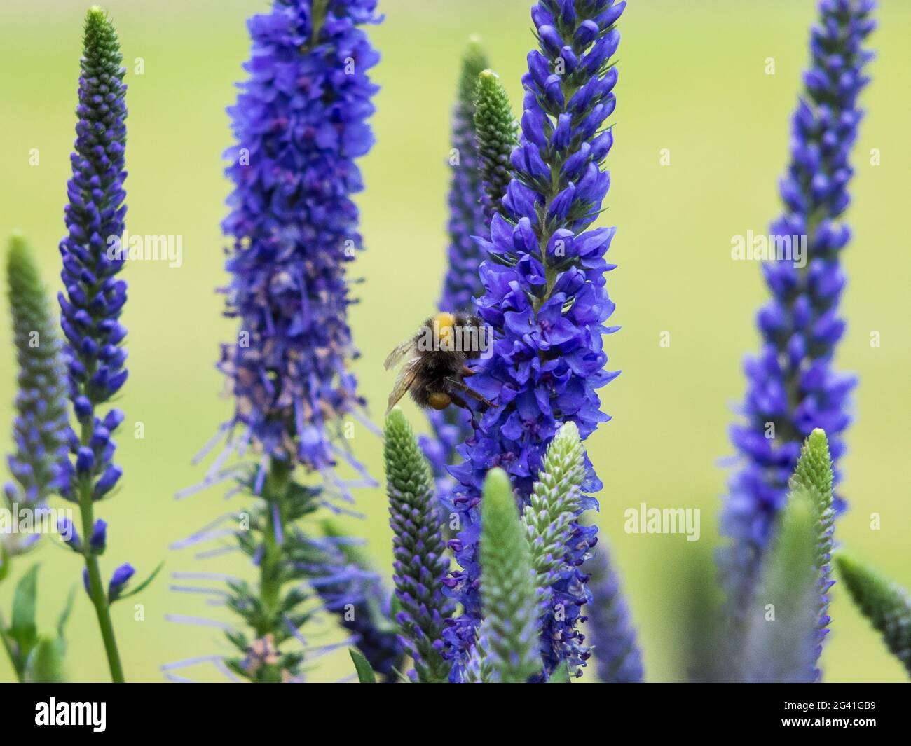Ape raccolta nettare da Veronica Spicata Ulster Nano fiori blu Foto Stock