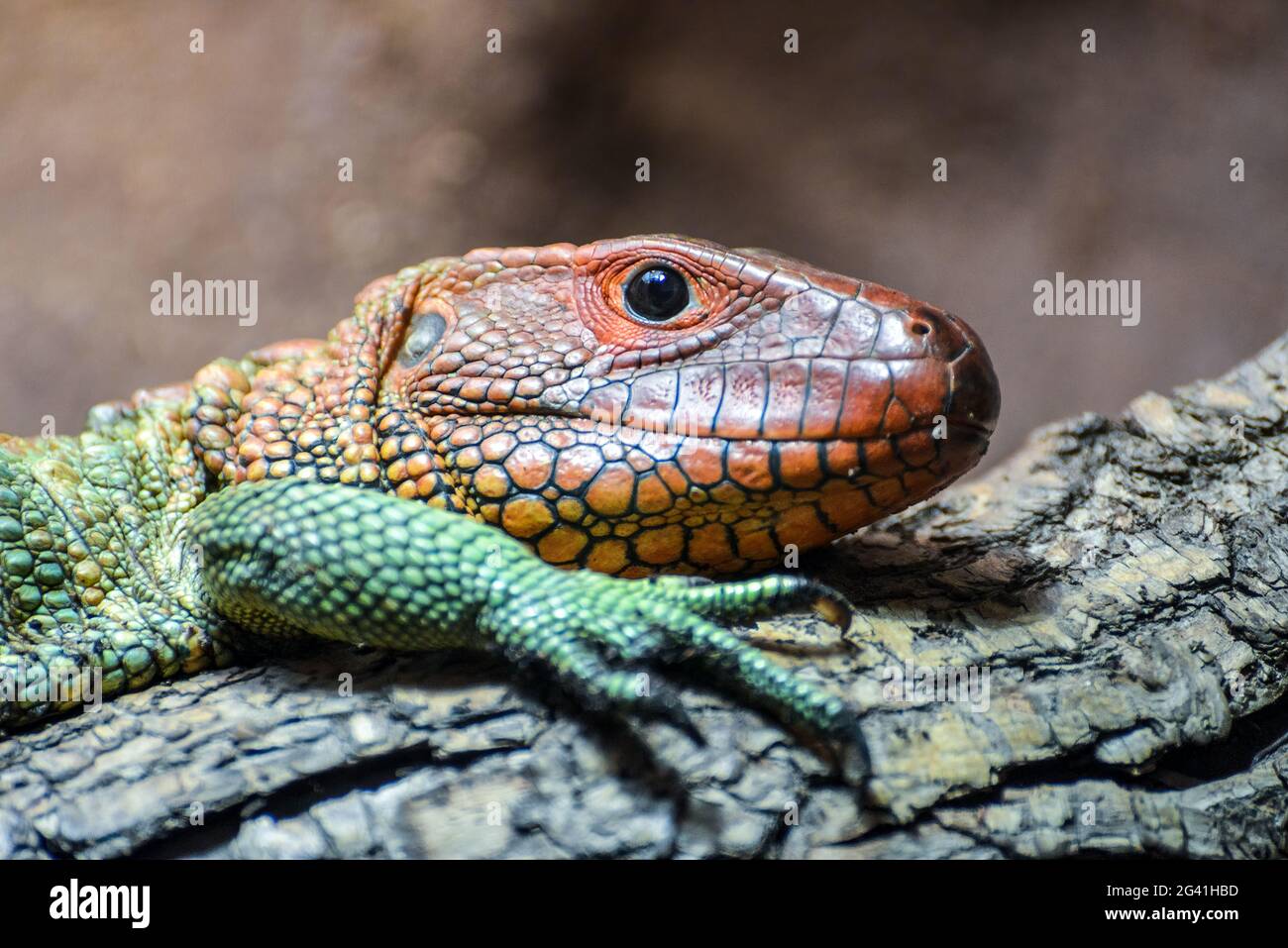 Caimano settentrionale Lizard (Dracaena guianensis) Foto Stock