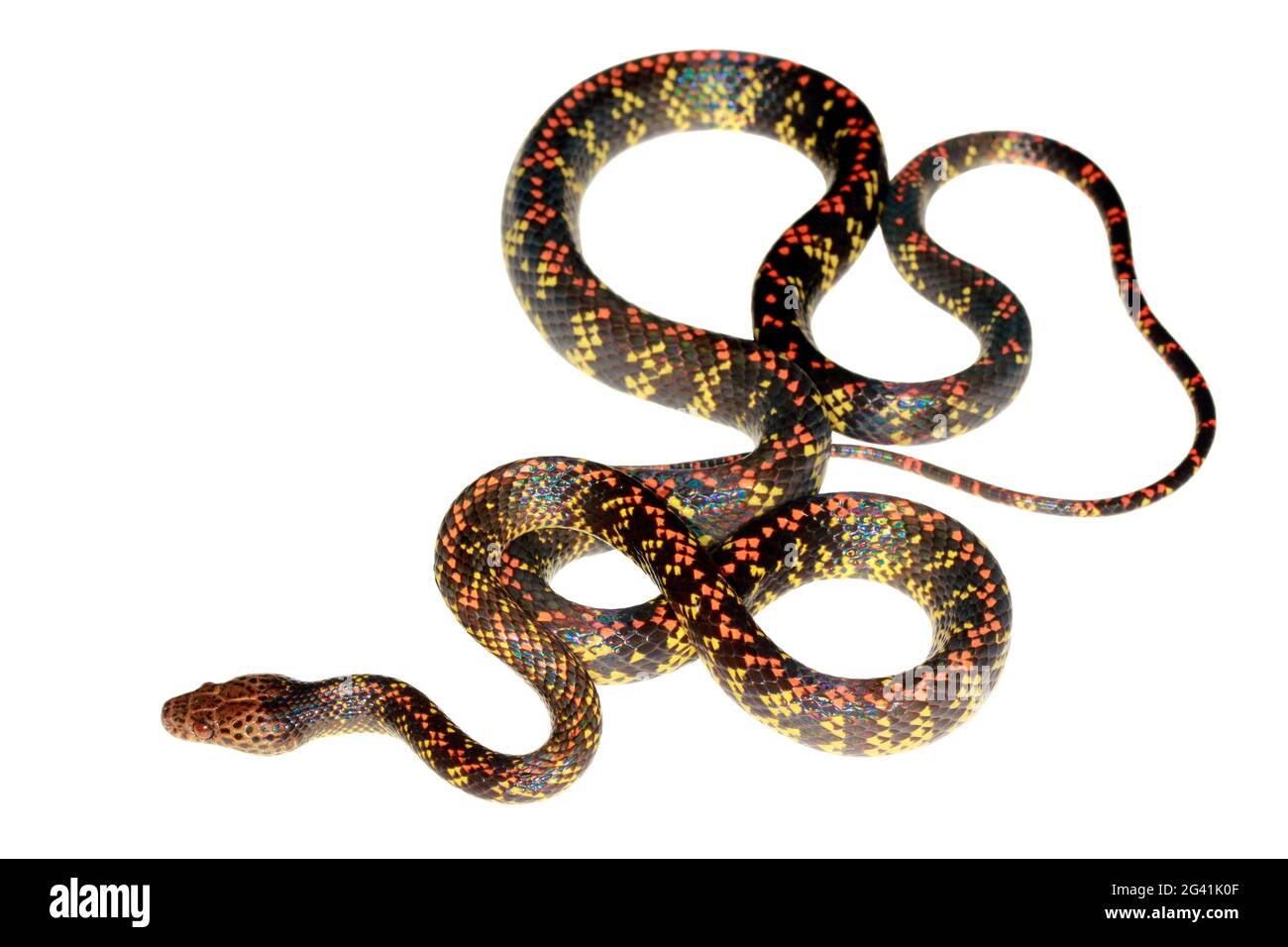 Serpente di Checkerbelly (Siflophis cerspinus), un serpente raro della provincia di Orellana, Ecuador amazzonico Foto Stock