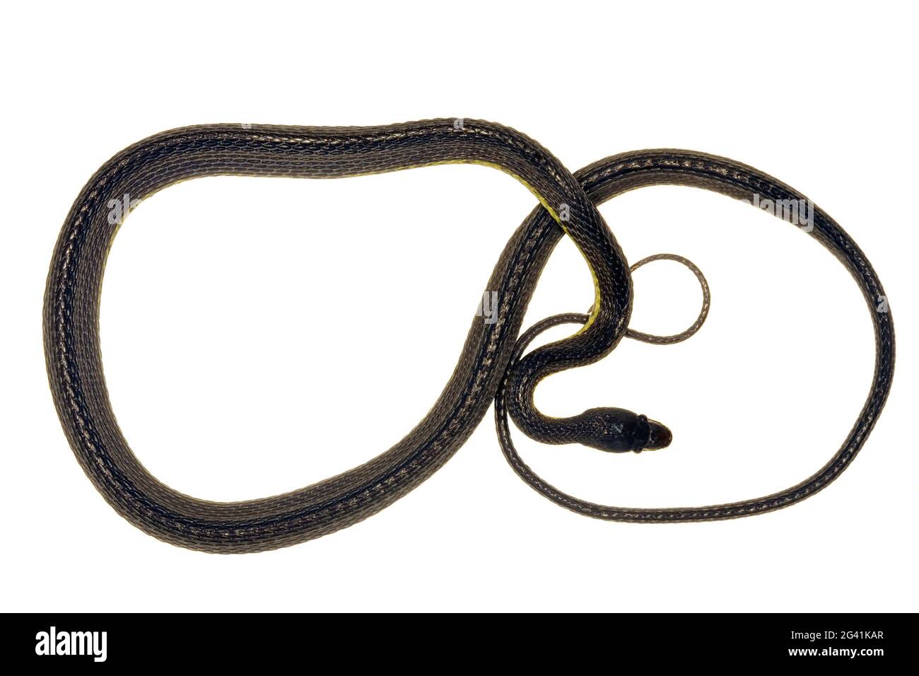 Il raro serpente ombra bicolore (Synophis bicolore) della provincia di Orellana, Ecuador amazzonico Foto Stock