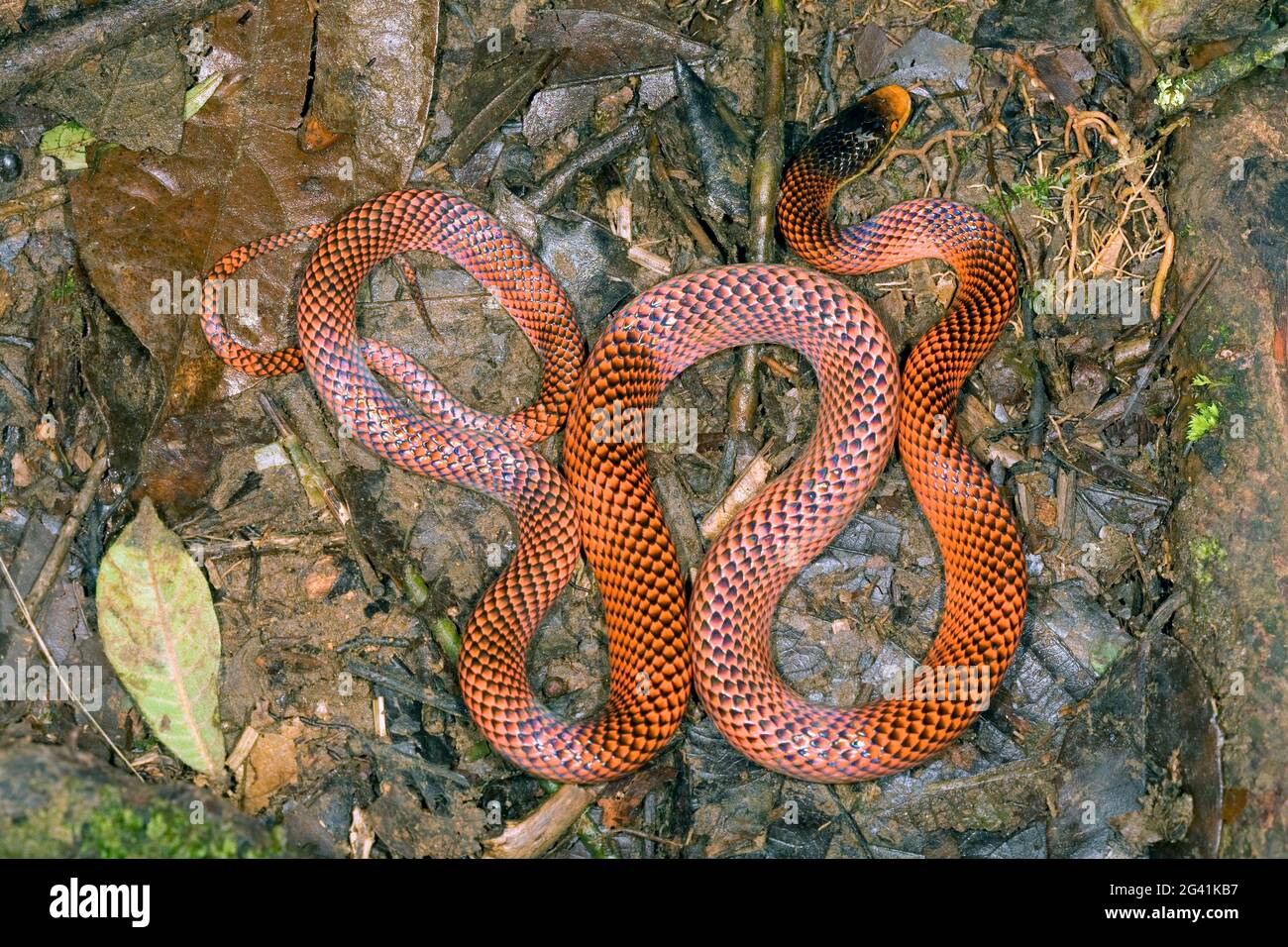 Calico Snake (Oxyrhopus formosus), provincia di Orellana, Ecuador amazzone Foto Stock