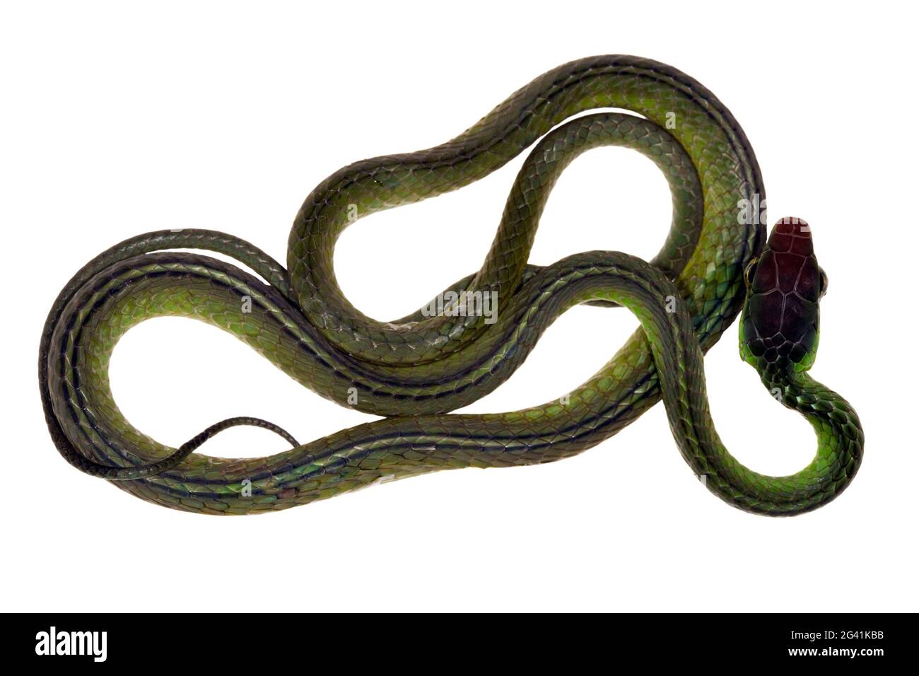 Serpente amazzonico (Chironius exoletus), provincia di Orellana, Ecuador amazzonico Foto Stock