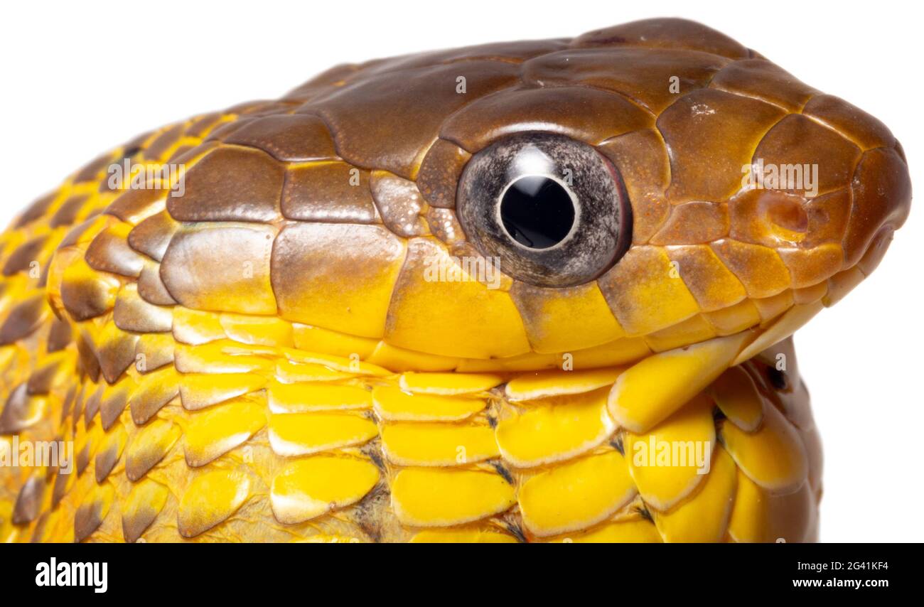Serpente di Puffing con la ribellione gialla (Spilotes sulfureus). Con collo gonfiato durante un indicatore di pericolo. Provincia di Orellana, Ecuador amazzonico Foto Stock