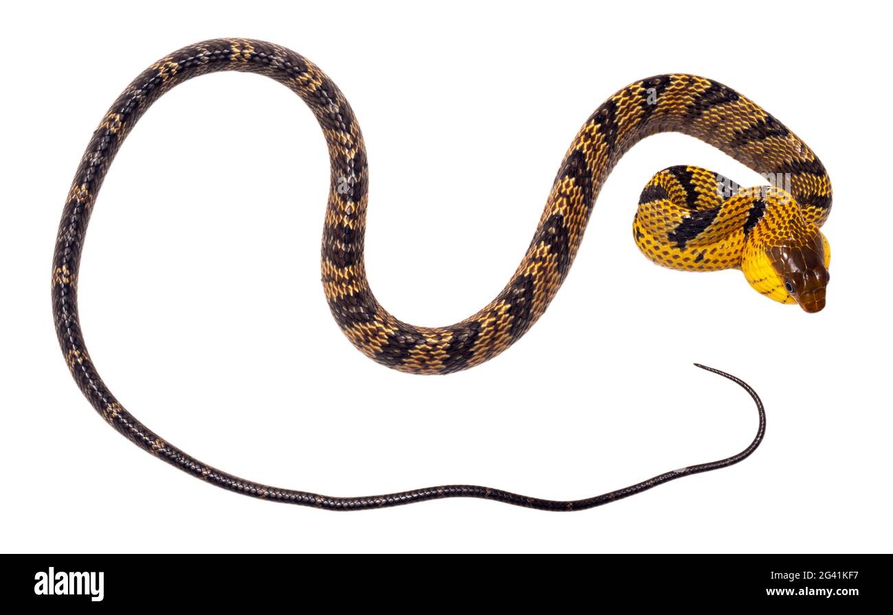 Serpente di Puffing con la ribellione gialla (Spilotes sulfureus). Con collo gonfiato durante un indicatore di pericolo. Provincia di Orellana, Ecuador amazzonico Foto Stock