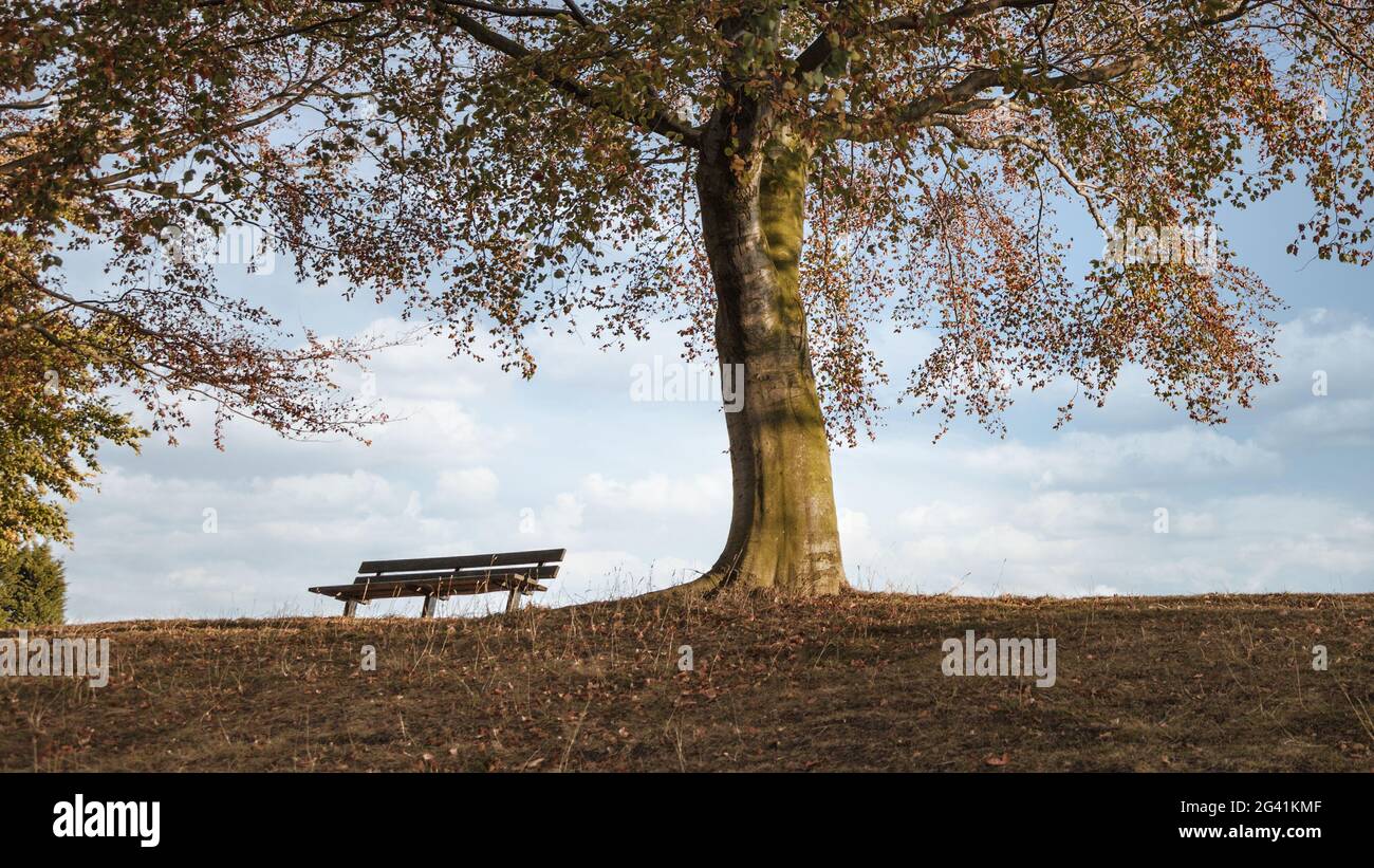 Una panchina in un parco autunnale sotto un albero colorato Foto Stock