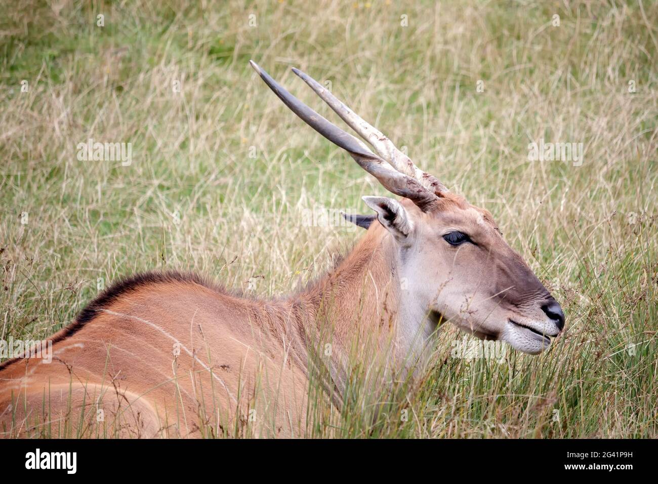 Eland comune (Taurotragus oryx) Foto Stock