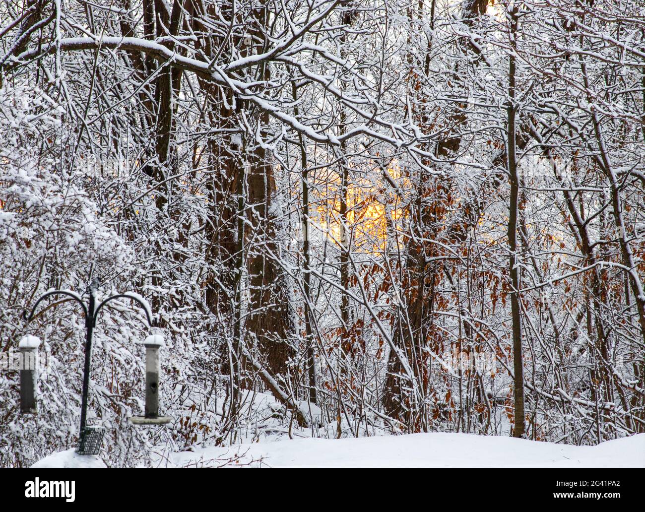 Tramonto che risplende attraverso la neve e gli alberi ricoperti di ghiaccio Foto Stock
