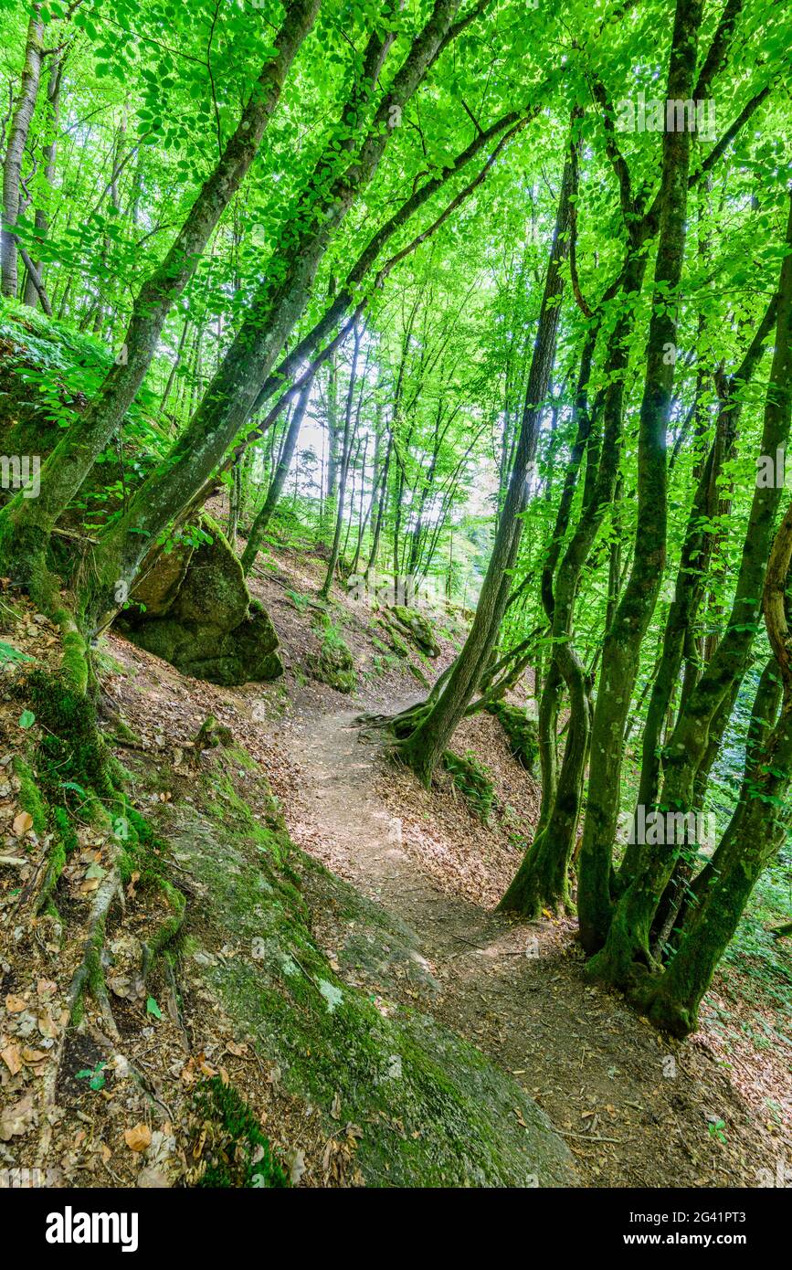 Faggeta in alta Mühlviertel, alta Austria, Austria Foto Stock