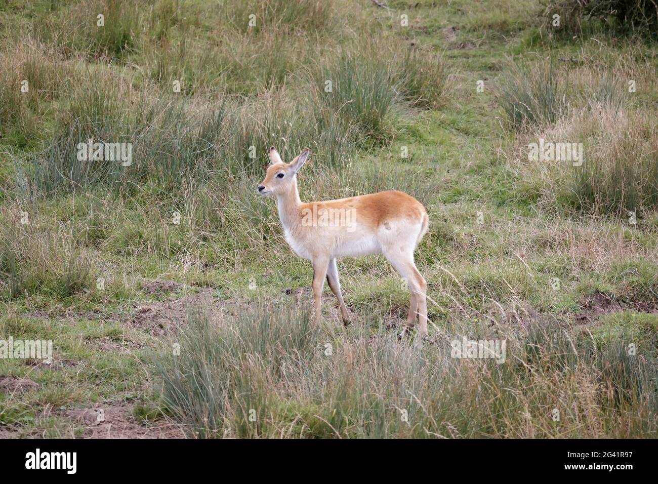 Red Lechwe Antilope (Kobus leche) Foto Stock