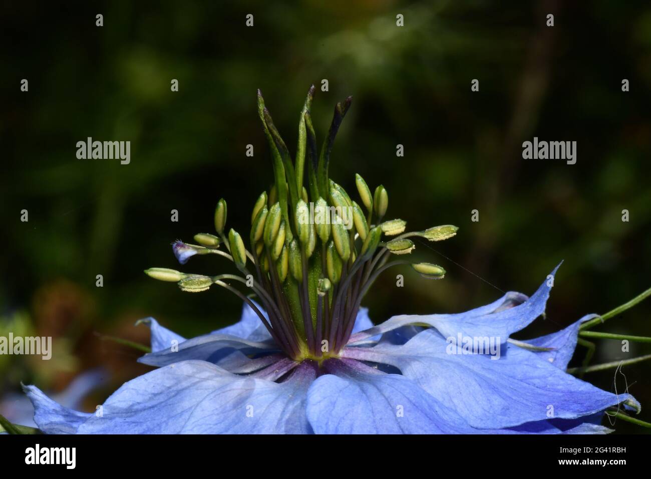 Nigella damascena, amore-in-a-nebbia, primo piano antere e stigma non completamente open.Blue o petalo bianco come seepals.in un giardino Somerset. Foto Stock