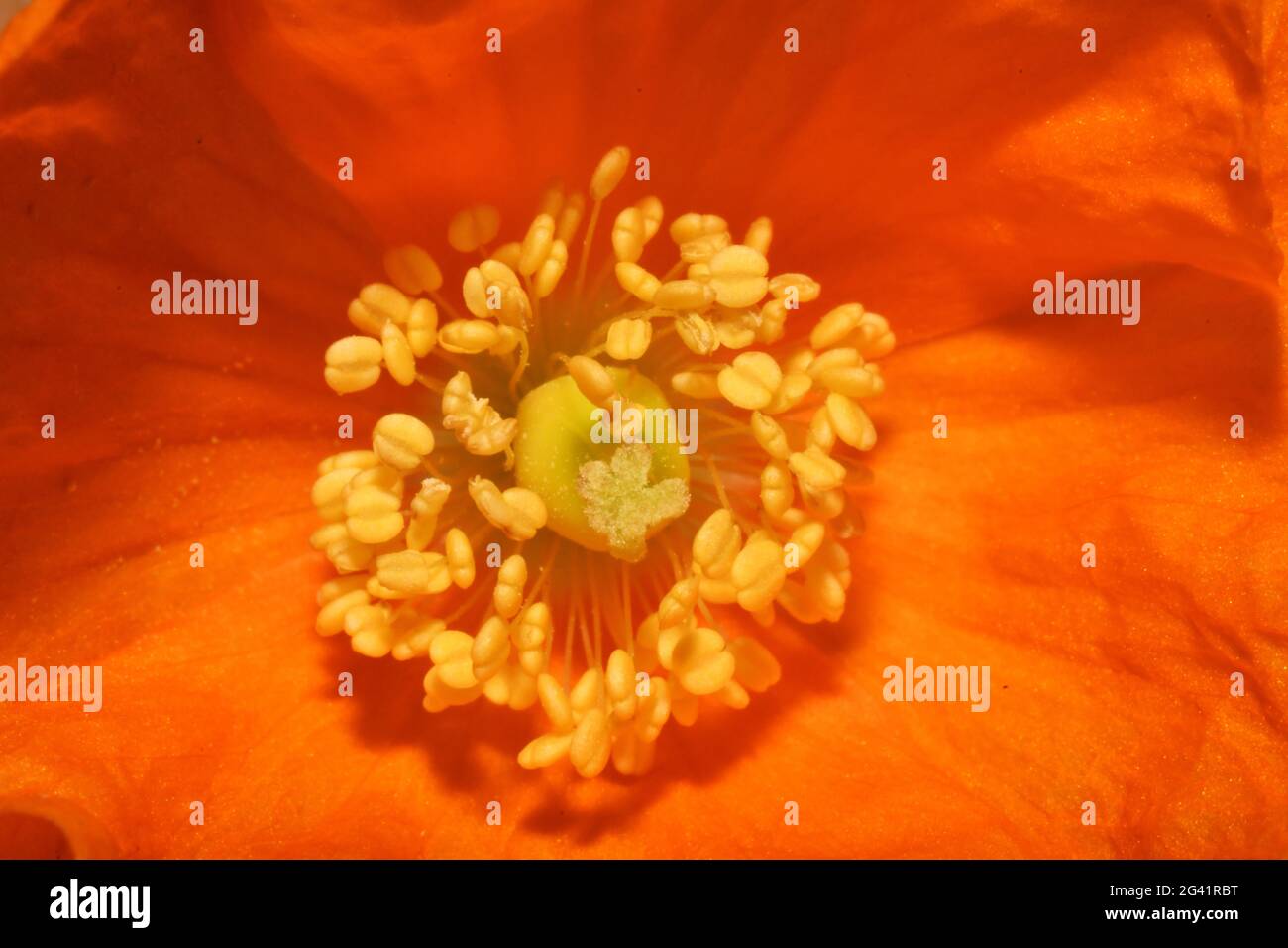 Primo piano arancione luminoso di Poppy che mostra il pistil circondato dallo stamen.in un giardino del Somerset Foto Stock