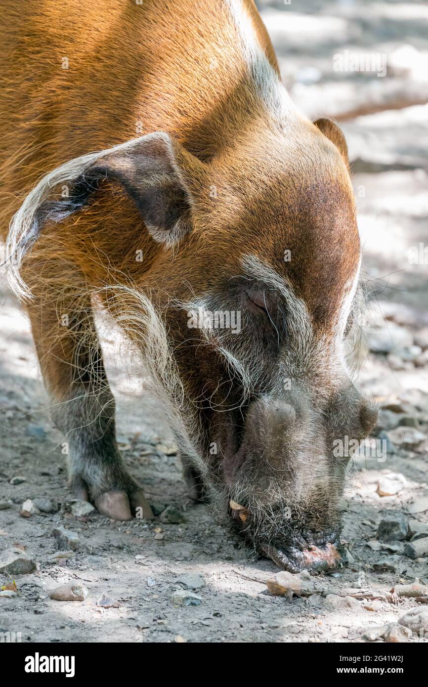 Il Red River Hog (Potamochoerus porcus) grubing intorno nella sporcizia Foto Stock