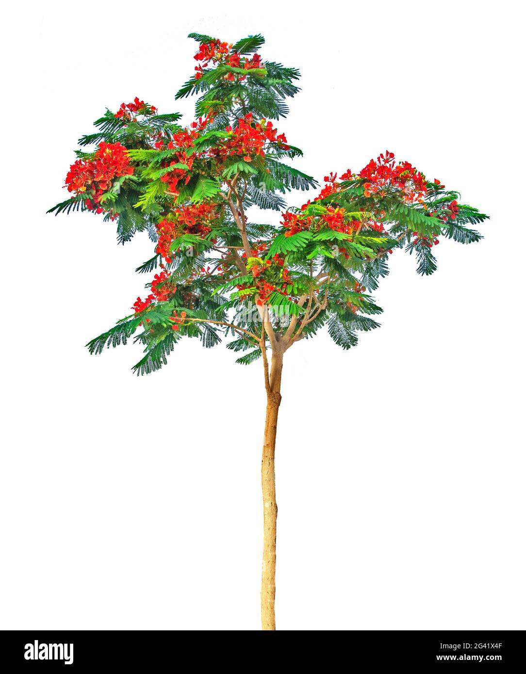 Albero isolato su sfondo bianco Foto Stock