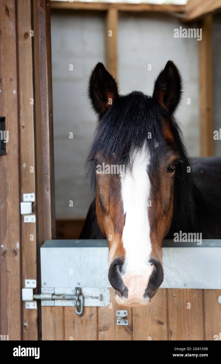 Ritratto di un cavallo di baia con una blaze bianca che si affaccia su una porta stabile, orecchie pricked. Foto Stock