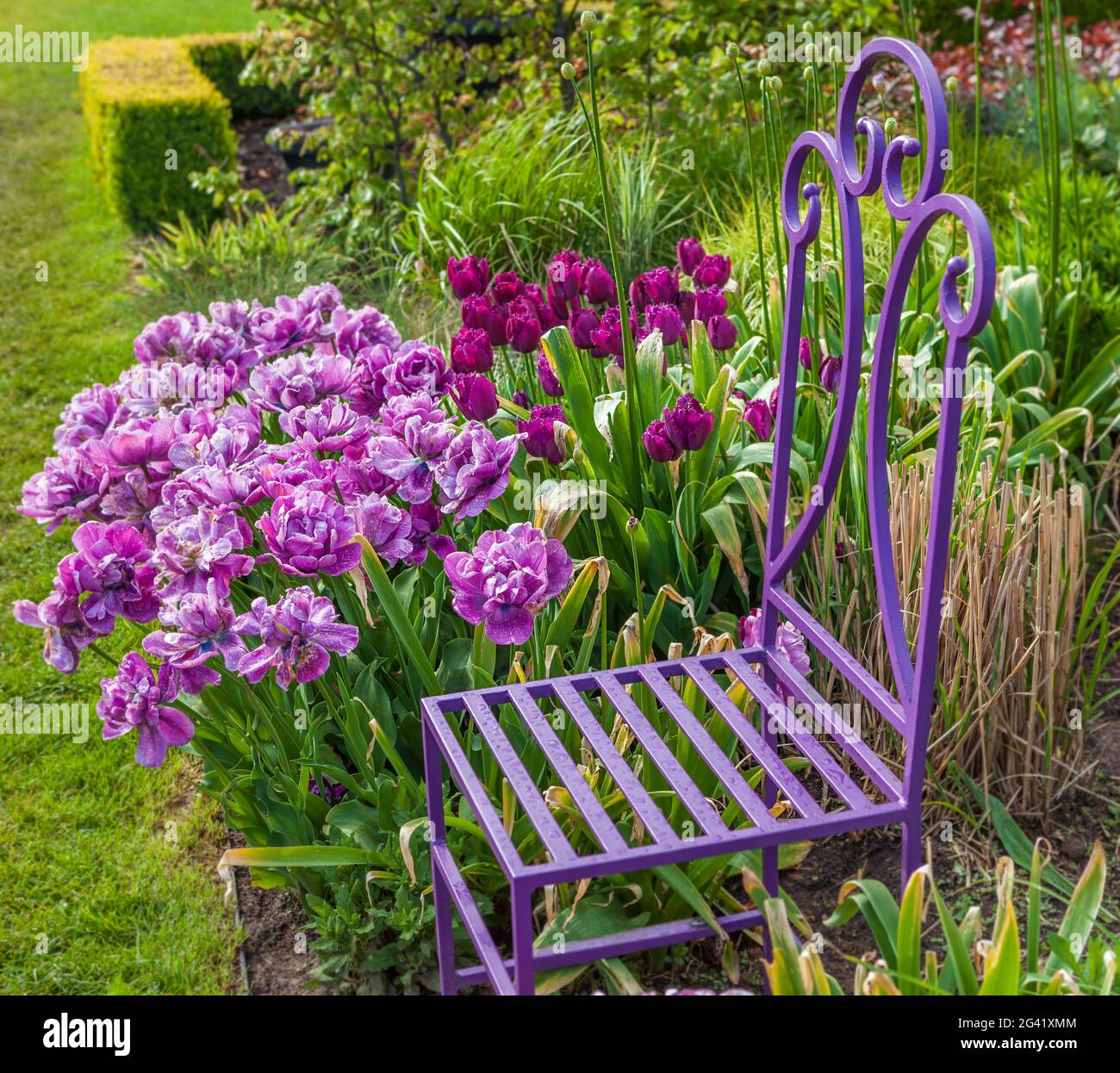 Un colorato giardino di tulipani primaverili Foto Stock