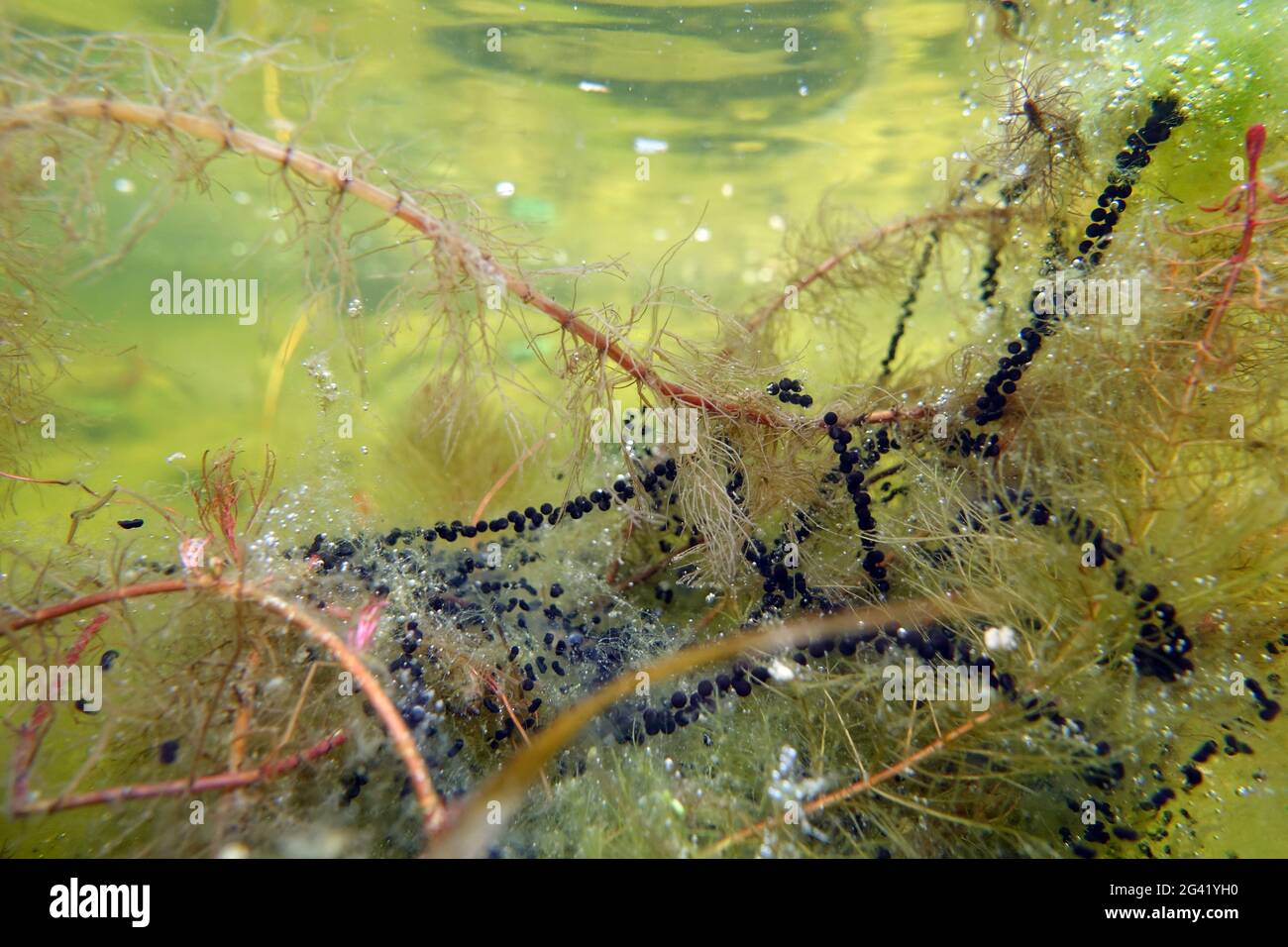 Cordoni di punta (Bufo bufo) su lamine d'acqua a punta (Myriophyllum spicatum) Foto Stock