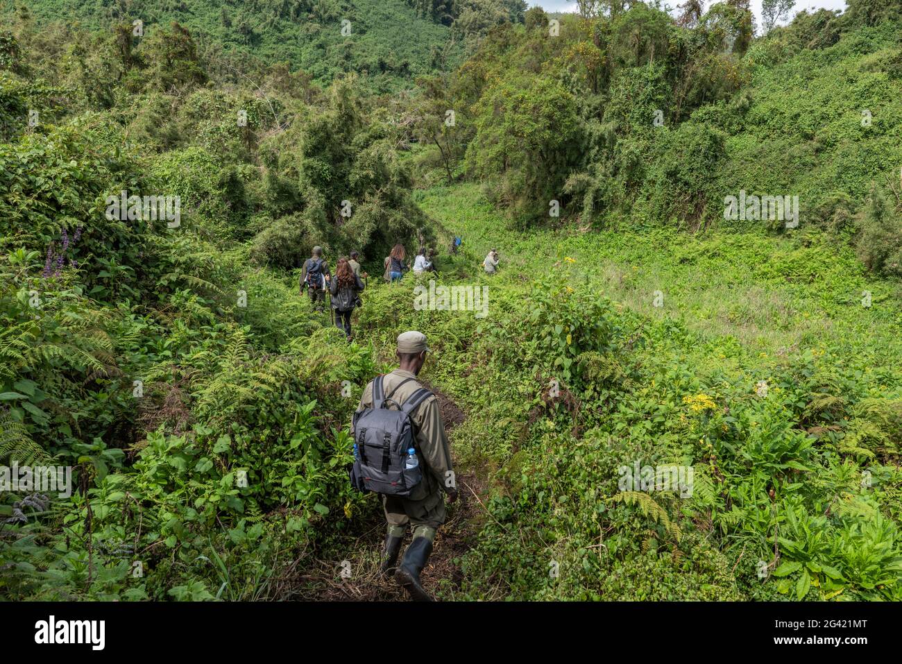 Guide Ranger e visitatori manovrano la loro strada attraverso la fitta giungla durante un'escursione di trekking al gruppo Sabyinyo di gorilla, Vulcanoes National P. Foto Stock